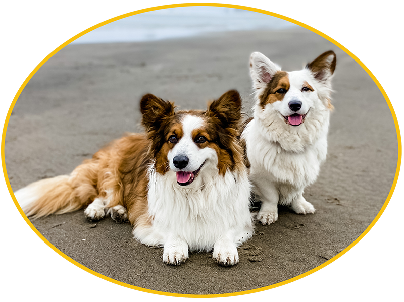 Bandit and Olive, corgi dogs belonging to our RV inspector